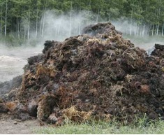 Steaming Pile of Manure