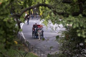 A horse drawn carriage is seen going through Central Park in New York